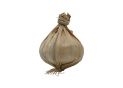 Leguma usturoi decorativ alb 1 buc 8758