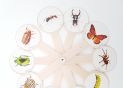 Evantai Insecte set KIS