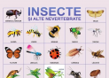 Plansa.Pasari+Insecte si alte nevertebrate 70x100cm EP17