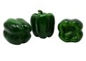 Leguma ardei gras decorativ verde 10x8cm 8886-10