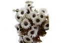 Flori decorative (buchet romanite mici) 40cm (5culori) FY-615