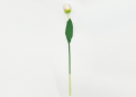 Flori decorative (lalele) VM11809
