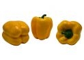 Leguma ardei gras decorativ galben 10x8cm 8889-58