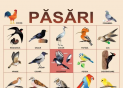 Plansa.Pasari+Insecte si alte nevertebrate 70x100cm EP17