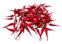 Leguma ardei iute sirag decorativ 62cm 8341L