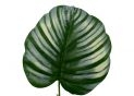 Planta artificiala decorativa 60cm verde cu alb FY-y1012-3