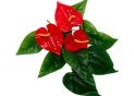 Planta artificiala decorativa 40cm Anthurium FY-646