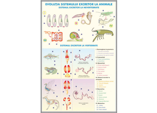 Plansa Sistemul excretor la om/Evolutia sistemului exr. animale BPCD06