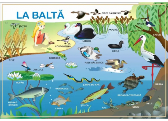 Plansa.La balta+La ferma 70x100cm EP4