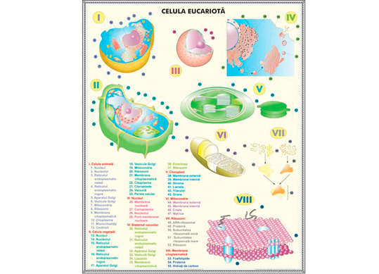 Plansa Sistemul respirator/Structura celulei eucariote BPCD03