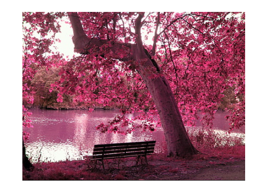 Tablou cu DIAMANTE 30x40 Peisaj roz pe lac (fara sasiu) GLD62861