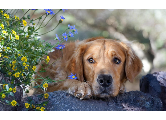 Tablou cu DIAMANTE 30x40 Caine cu floricele (fara sasiu) GLD62805