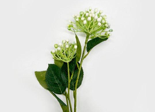 Flori decorative (Hortensia) 256CAN2727