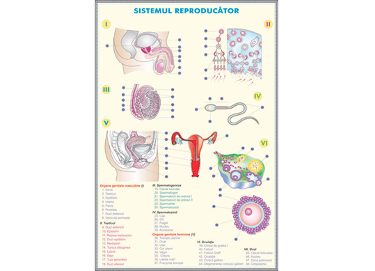 Plansa Sistemul reproductiv la om/Evolutia sistemului la animale BPCD07