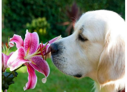 Tablou cu DIAMANTE 30x40 Caine si crin (fara sasiu) GLD62750