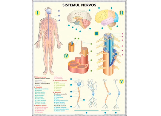 Plansa Sistemul nervos/Analizatorii BPCD01